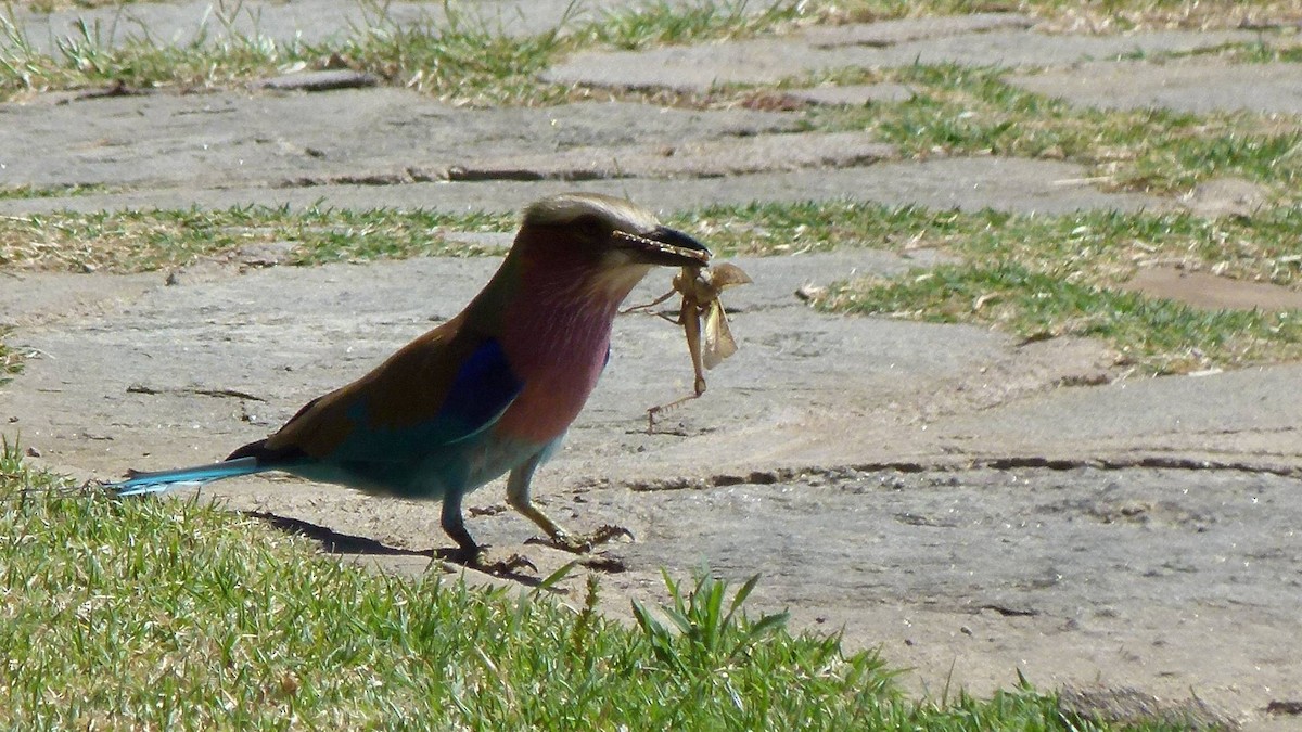 Lilac-breasted Roller (Lilac-breasted) - Harald Lermen