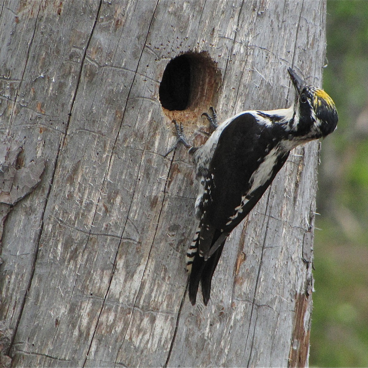 Eurasian Three-toed Woodpecker (Eurasian) - Erkki Lehtovirta