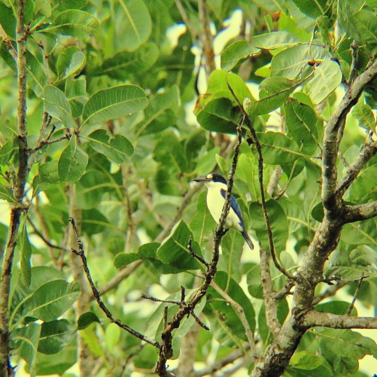 Forest Kingfisher - ML204505561