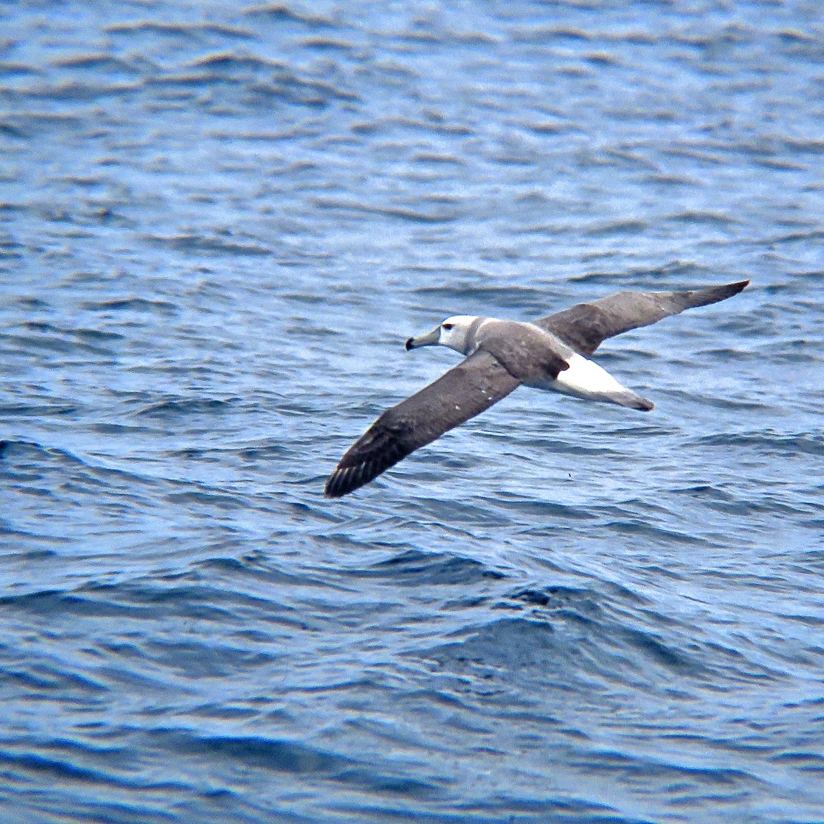 White-capped Albatross (cauta) - Erkki Lehtovirta