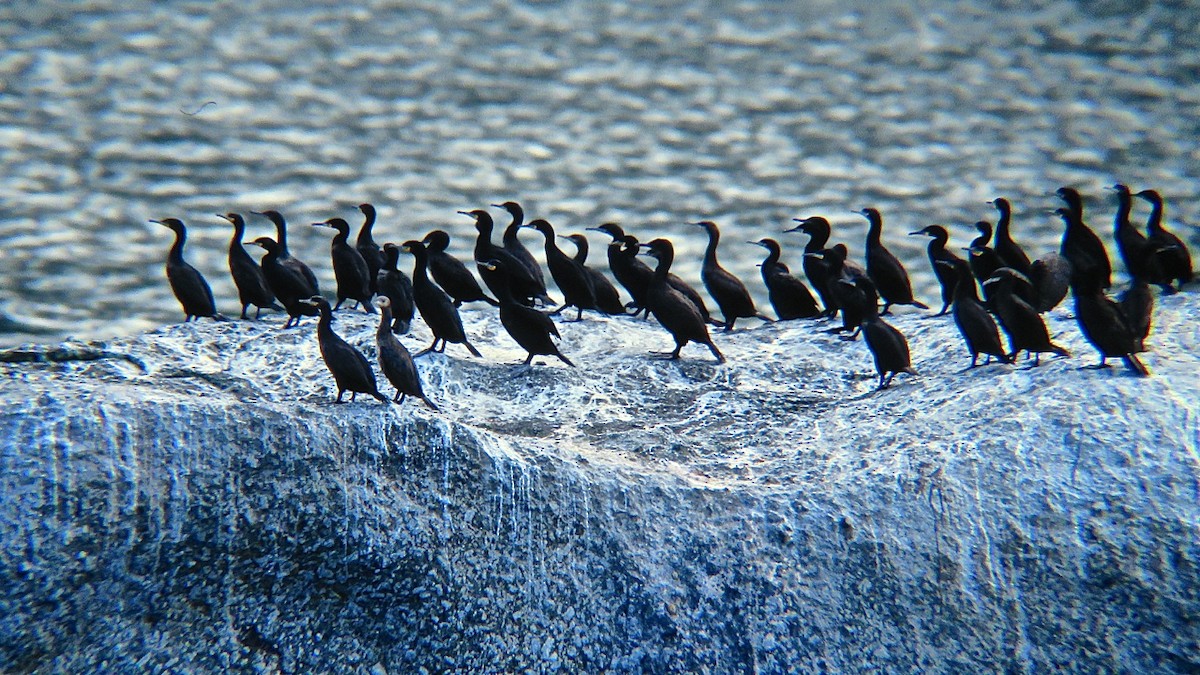 Cape Cormorant - Erkki Lehtovirta