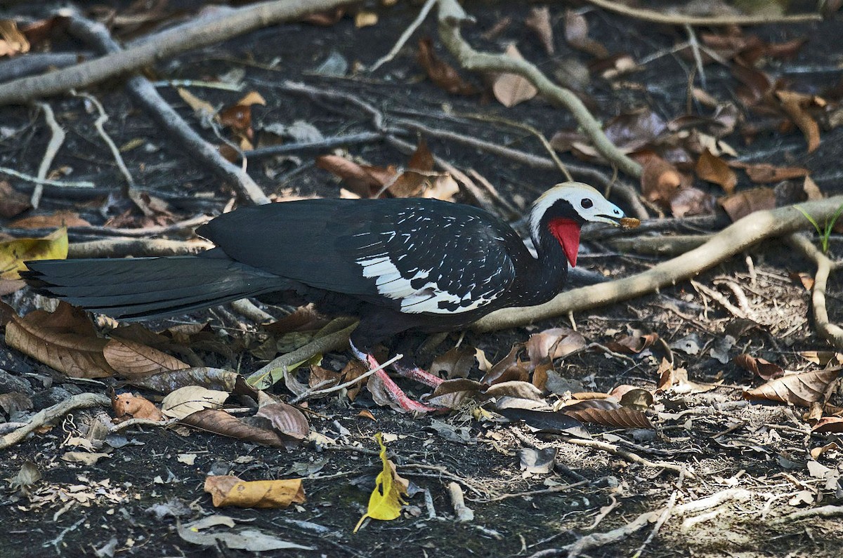 Red-throated Piping-Guan - ML204505911