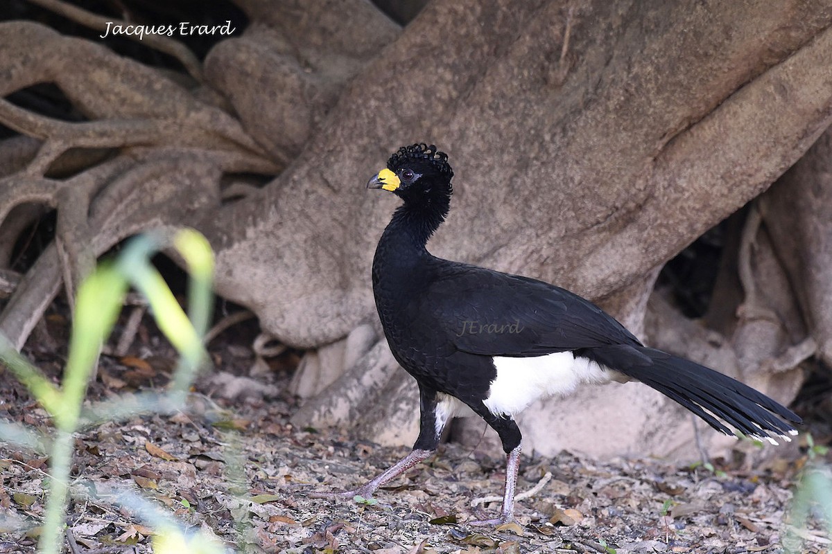 Bare-faced Curassow (Bare-faced) - Jacques Erard