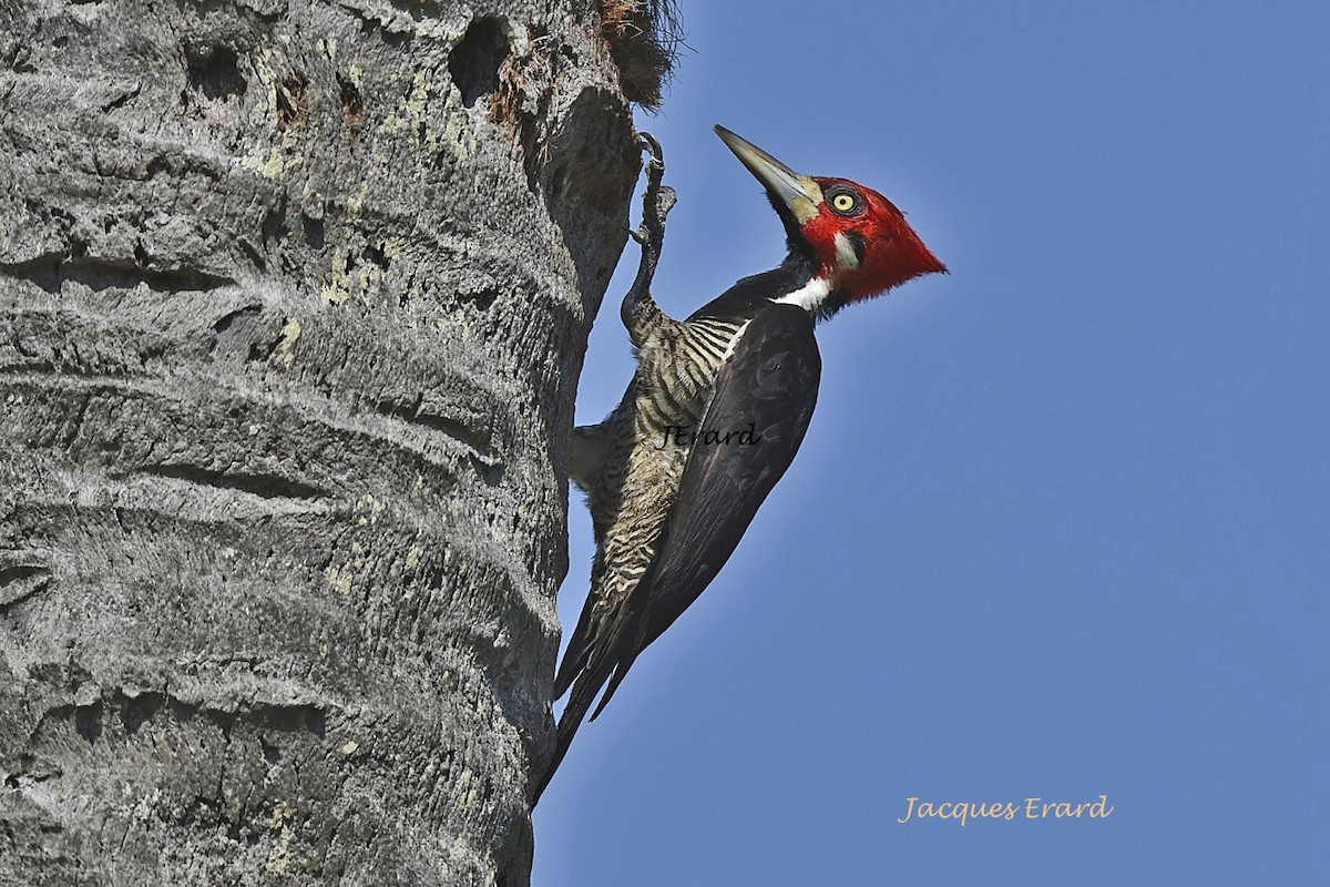 Crimson-crested Woodpecker - Jacques Erard