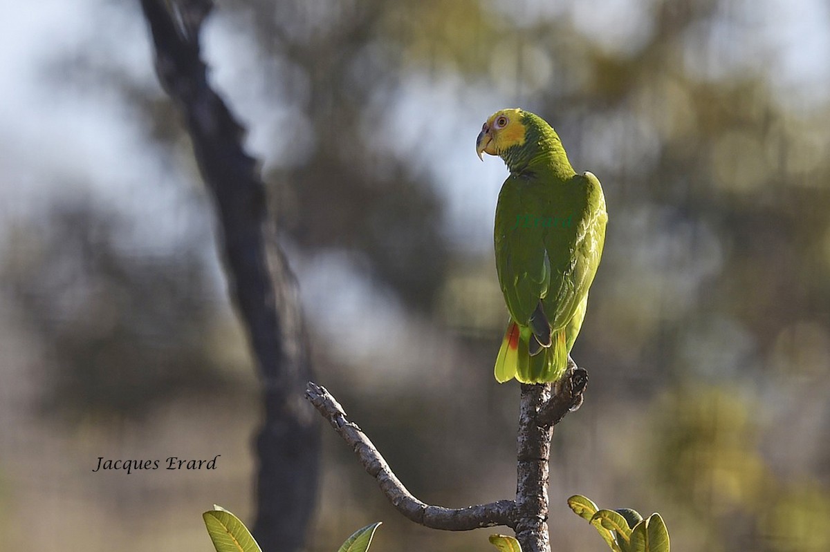 Yellow-faced Parrot - Jacques Erard