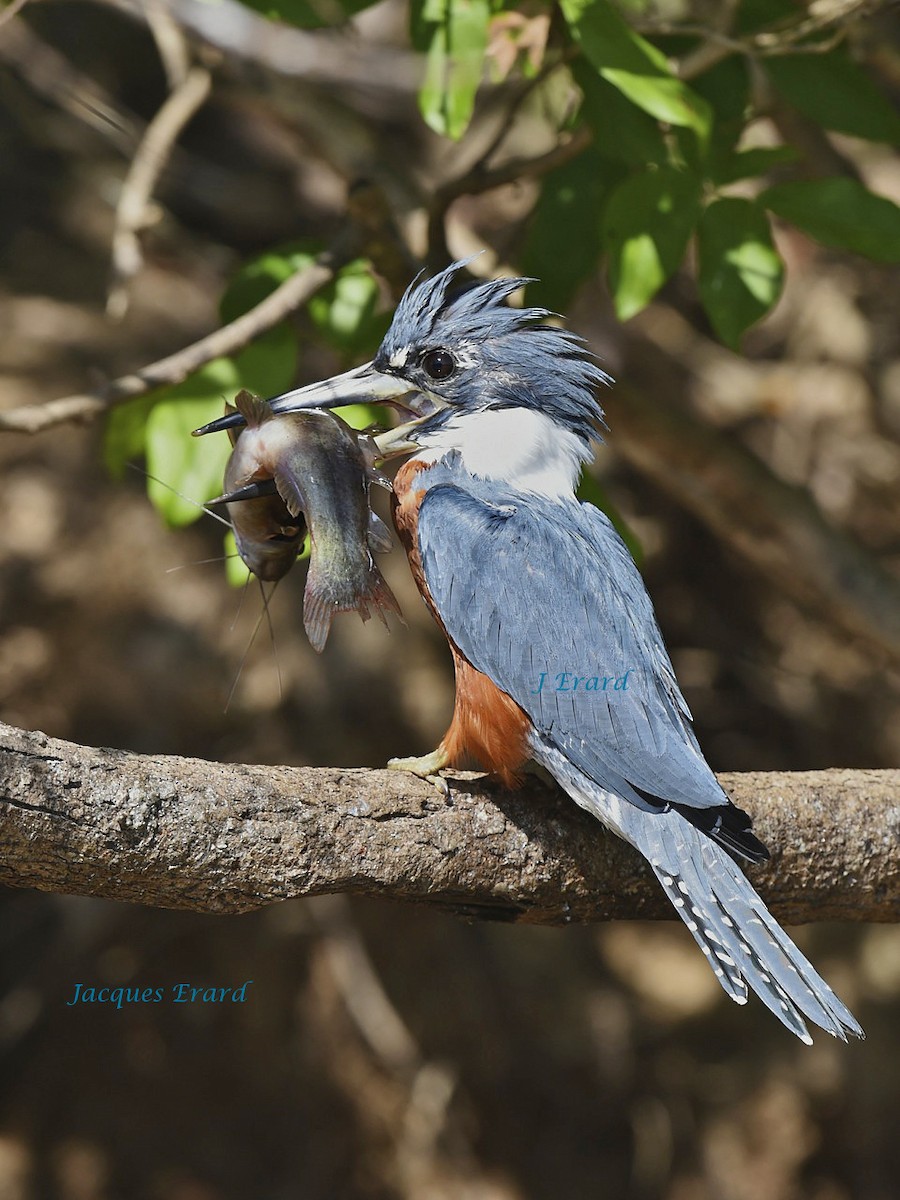 Ringed Kingfisher - Jacques Erard