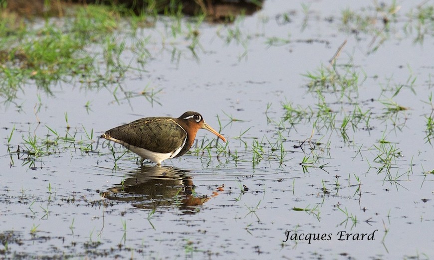 Greater Painted-Snipe - ML204506191