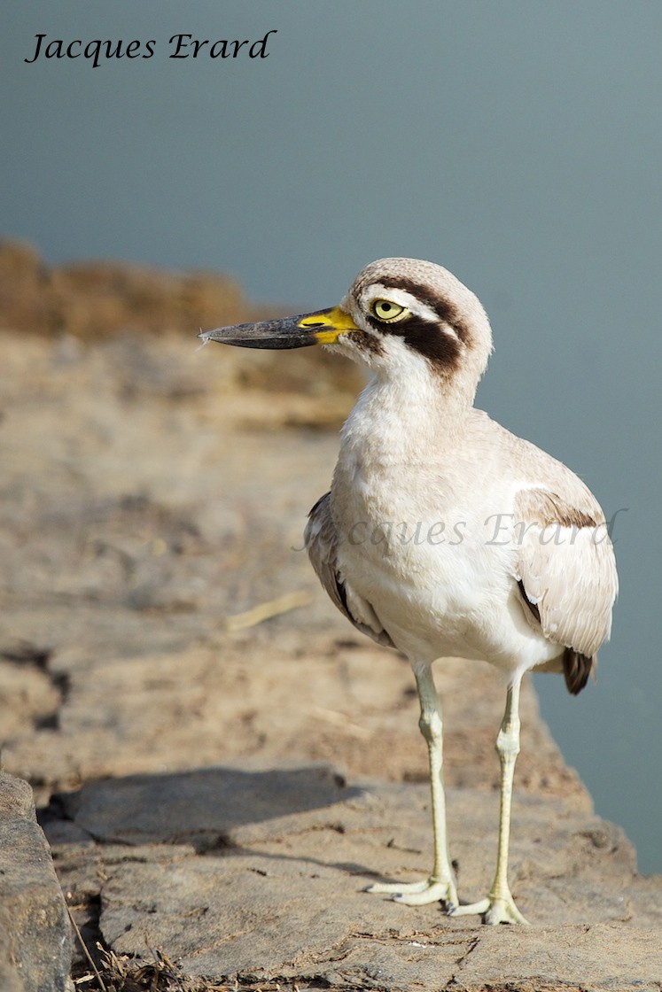 Great Thick-knee - ML204506231