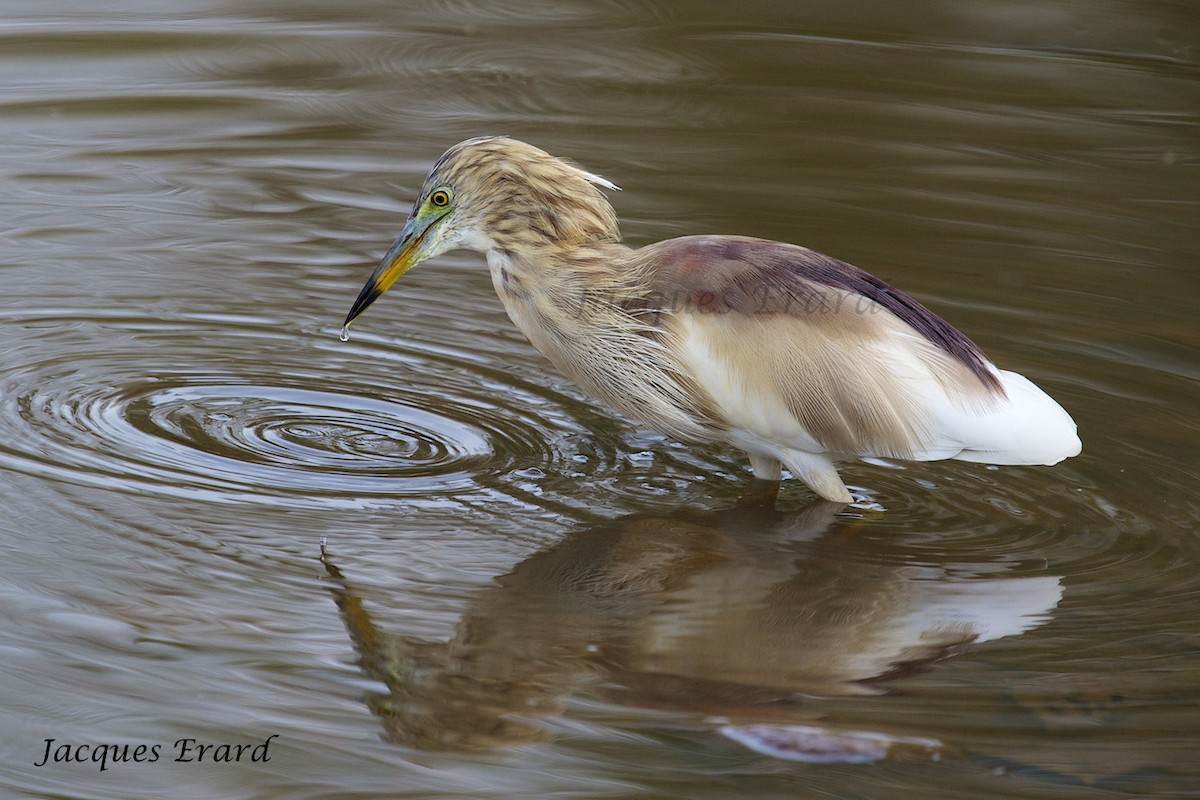 Indian Pond-Heron - Jacques Erard