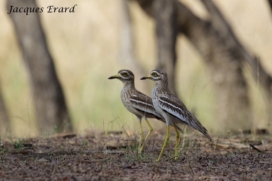 Indian Thick-knee - ML204506251