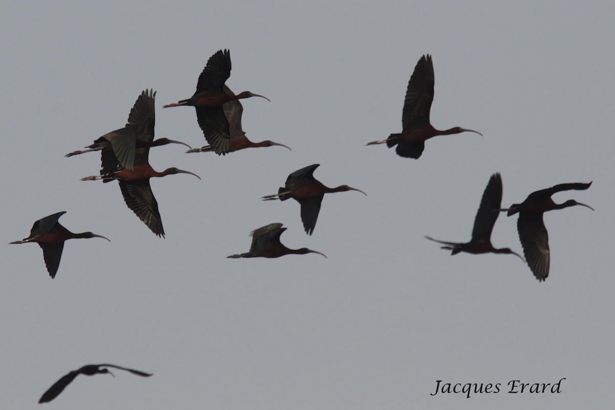 Glossy Ibis - Jacques Erard