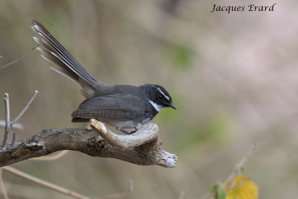 Spot-breasted Fantail - ML204506511