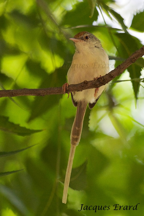 Common Tailorbird - Jacques Erard