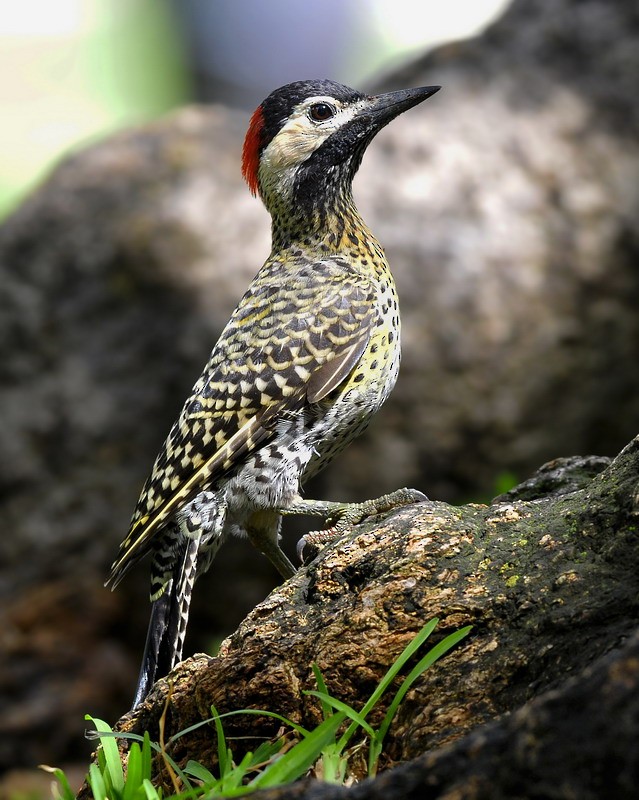 Green-barred Woodpecker (Golden-breasted) - ML204506881