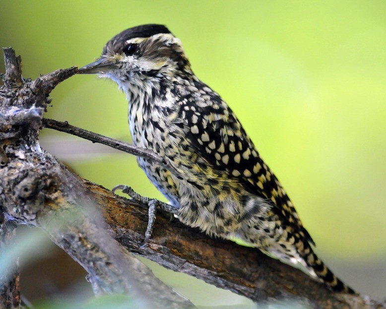 Checkered Woodpecker - Santiago Meligeni Lozano