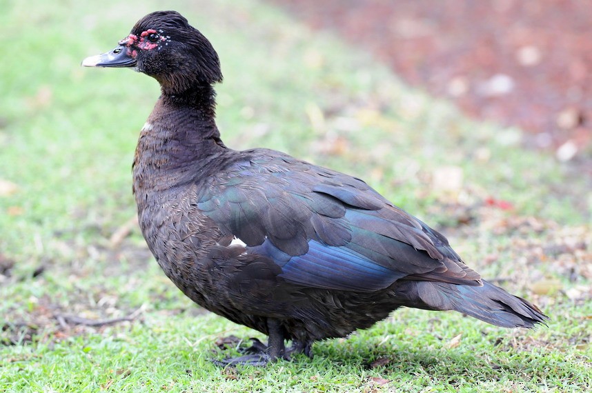 Muscovy Duck (Domestic type) - Santiago Meligeni Lozano