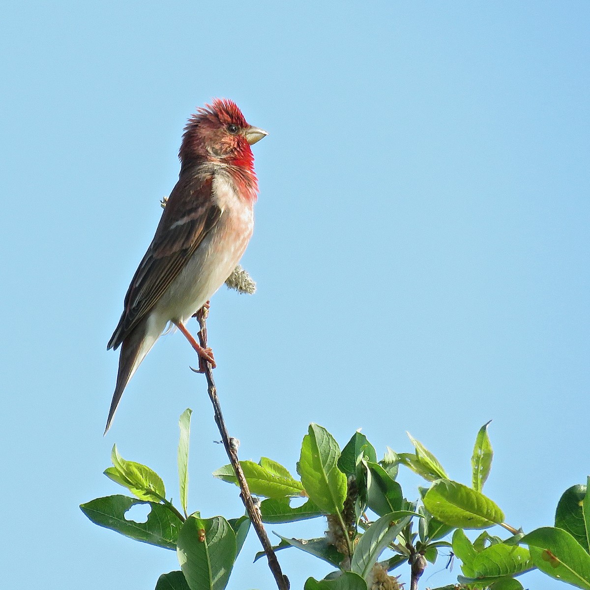 Common Rosefinch - Erkki Lehtovirta