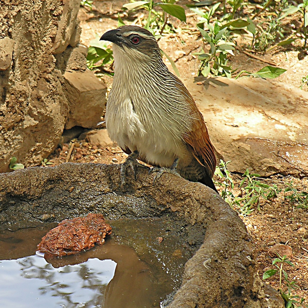 White-browed Coucal - ML204507201