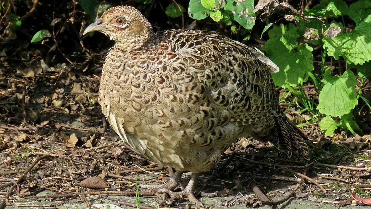 Ring-necked Pheasant - Erkki Lehtovirta