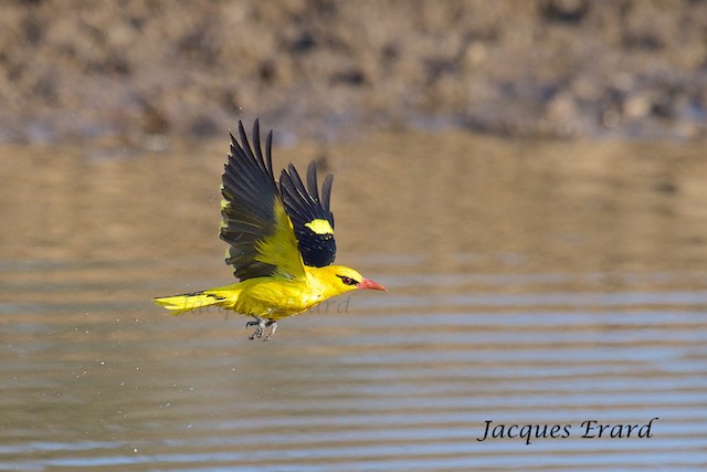 Indian Golden Oriole, Was lucky to get clear shots of a mal…