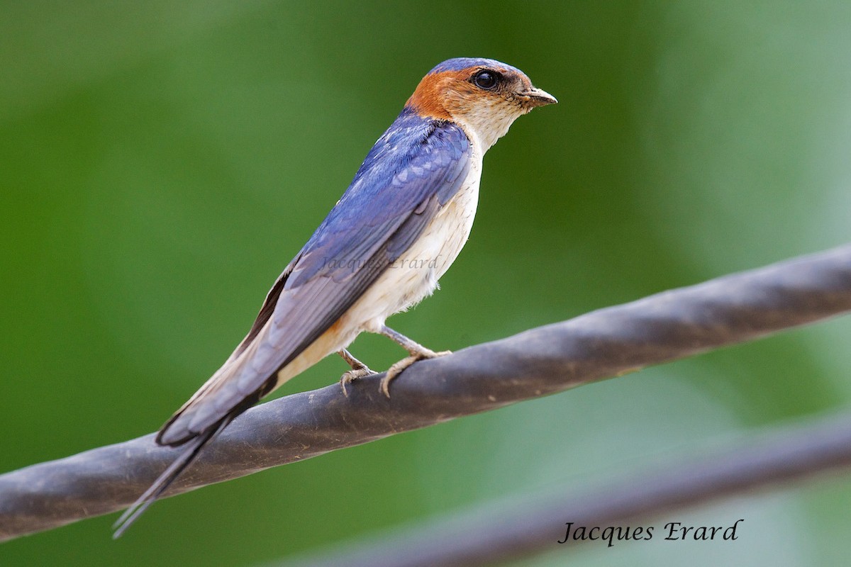 Red-rumped Swallow - ML204508091