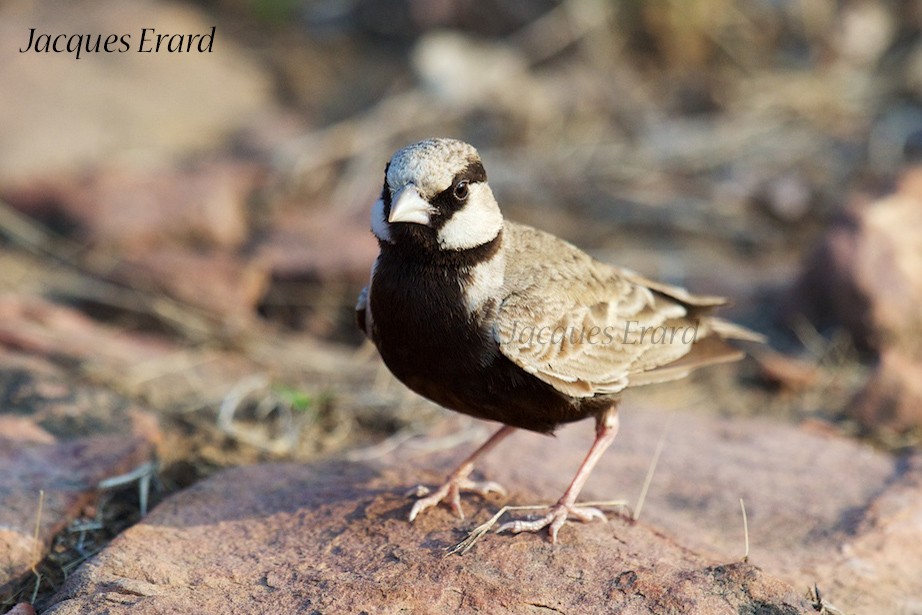 Ashy-crowned Sparrow-Lark - Jacques Erard