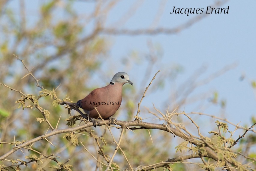 Red Collared-Dove - Jacques Erard