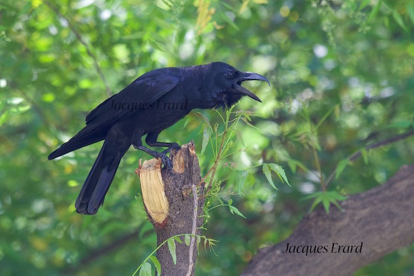 Large-billed Crow (Indian Jungle) - Jacques Erard