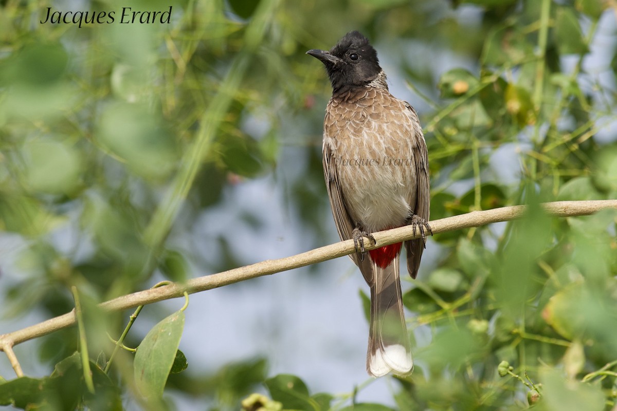 Red-vented Bulbul - ML204508251