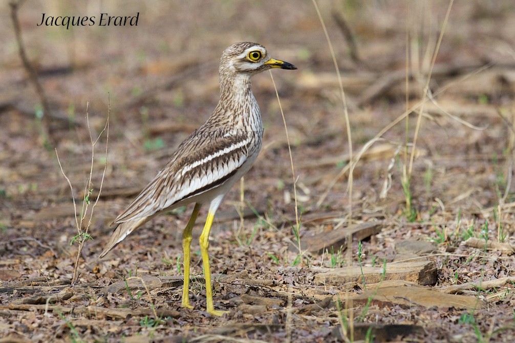 Indian Thick-knee - ML204508331