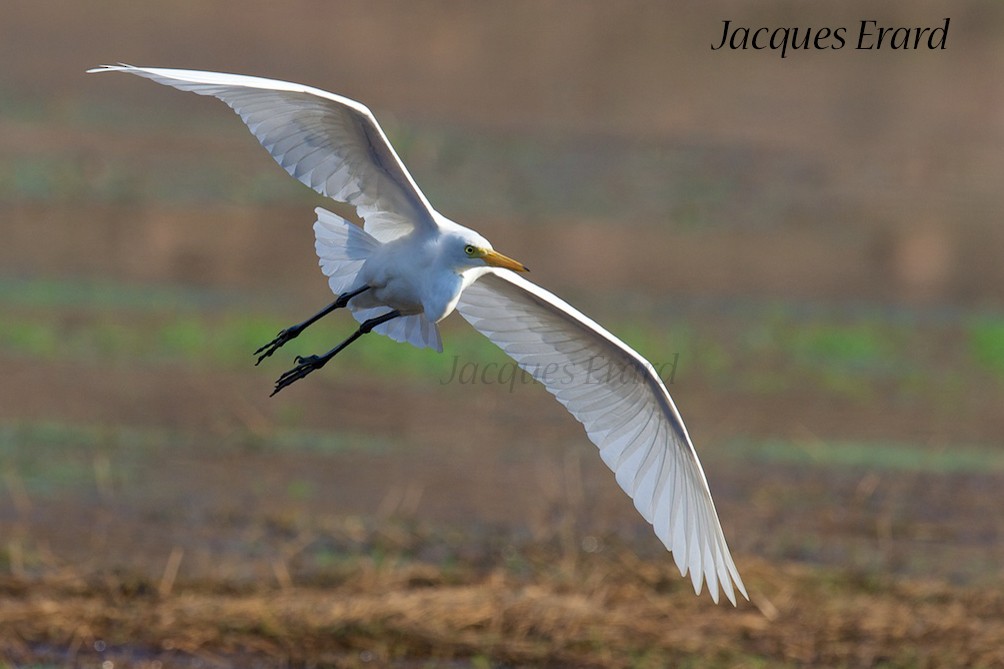 Medium Egret - Jacques Erard