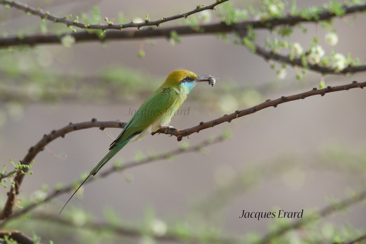 Asian Green Bee-eater - Jacques Erard