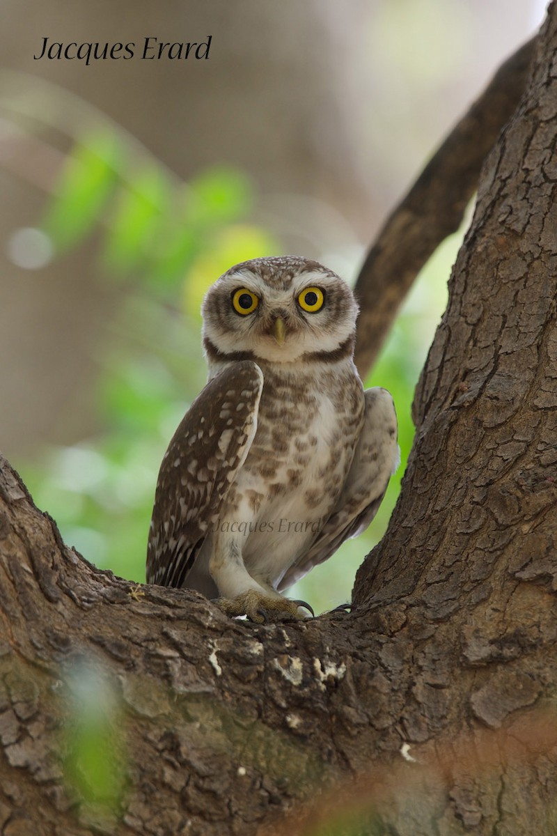 Spotted Owlet - ML204508441
