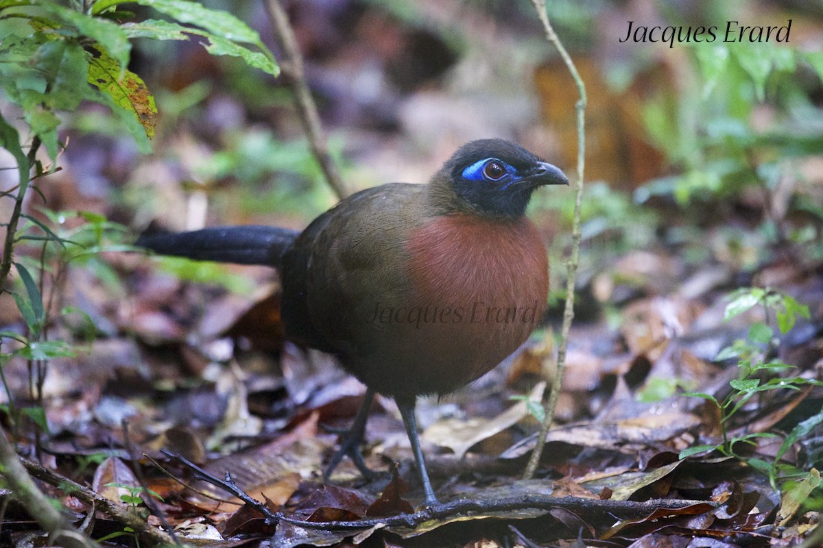Red-breasted Coua - Jacques Erard