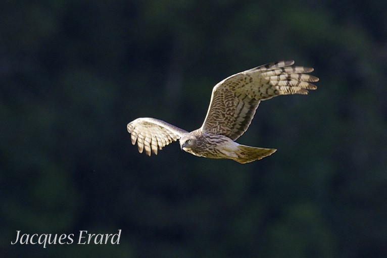 Malagasy Harrier - Jacques Erard