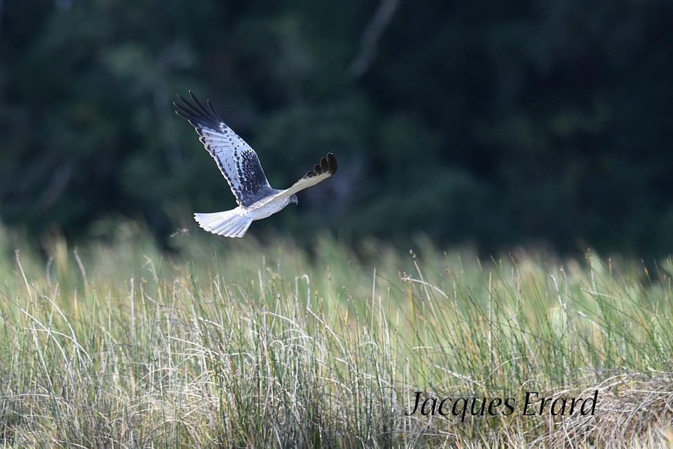 Malagasy Harrier - Jacques Erard