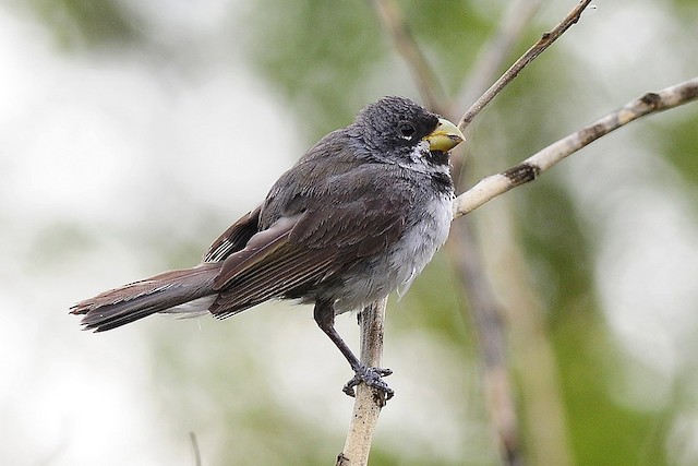A Dubois's Seedeater also know as Papa-capim perched on the branch. Species  Sporophila ardesiaca. Birdwatcher. Bird lover. Birding. Stock Photo