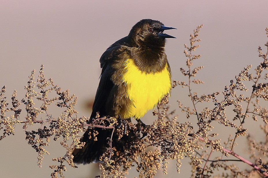 Brown-and-yellow Marshbird - Santiago Meligeni Lozano