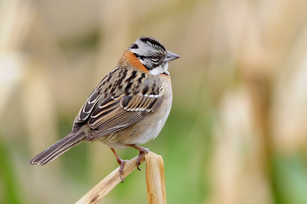 Rufous-collared Sparrow (Rufous-collared) - Santiago Meligeni Lozano