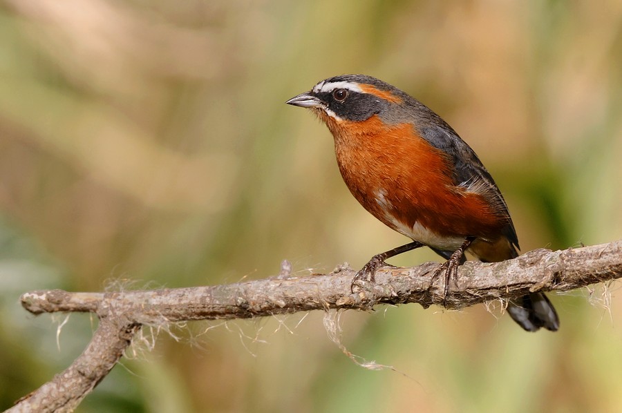 Black-and-rufous Warbling Finch - ML204509241