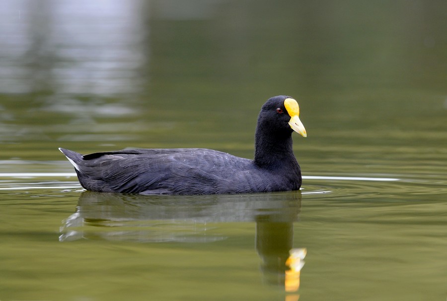 White-winged Coot - ML204509271