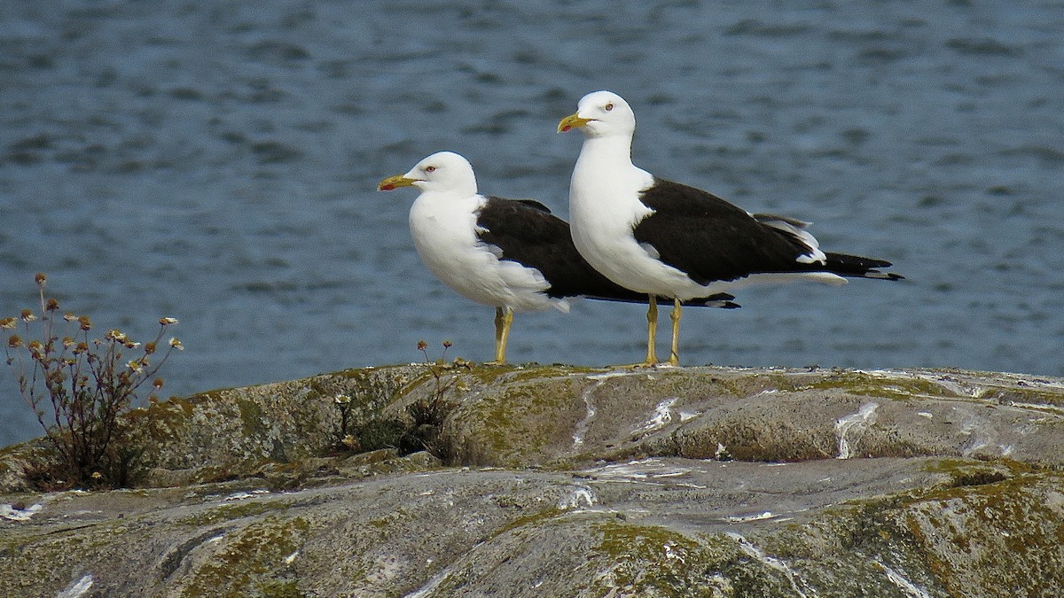 Lesser Black-backed Gull (fuscus) - Erkki Lehtovirta