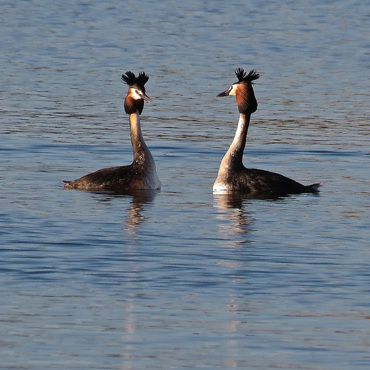Great Crested Grebe - ML204509731