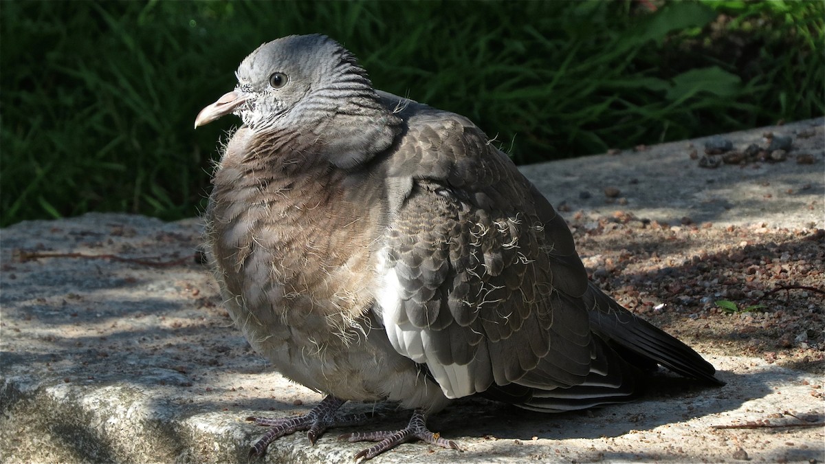 Common Wood-Pigeon (White-necked) - Erkki Lehtovirta