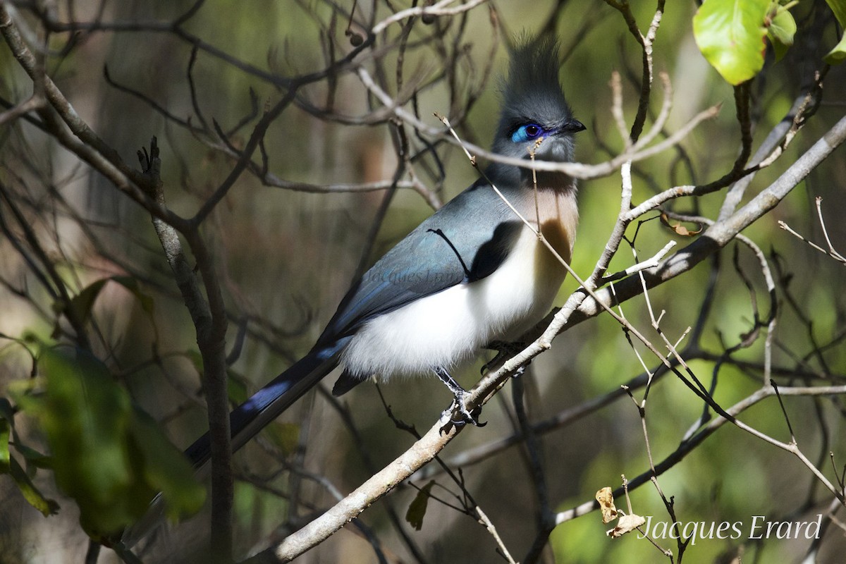 Crested Coua (Crested) - ML204510311