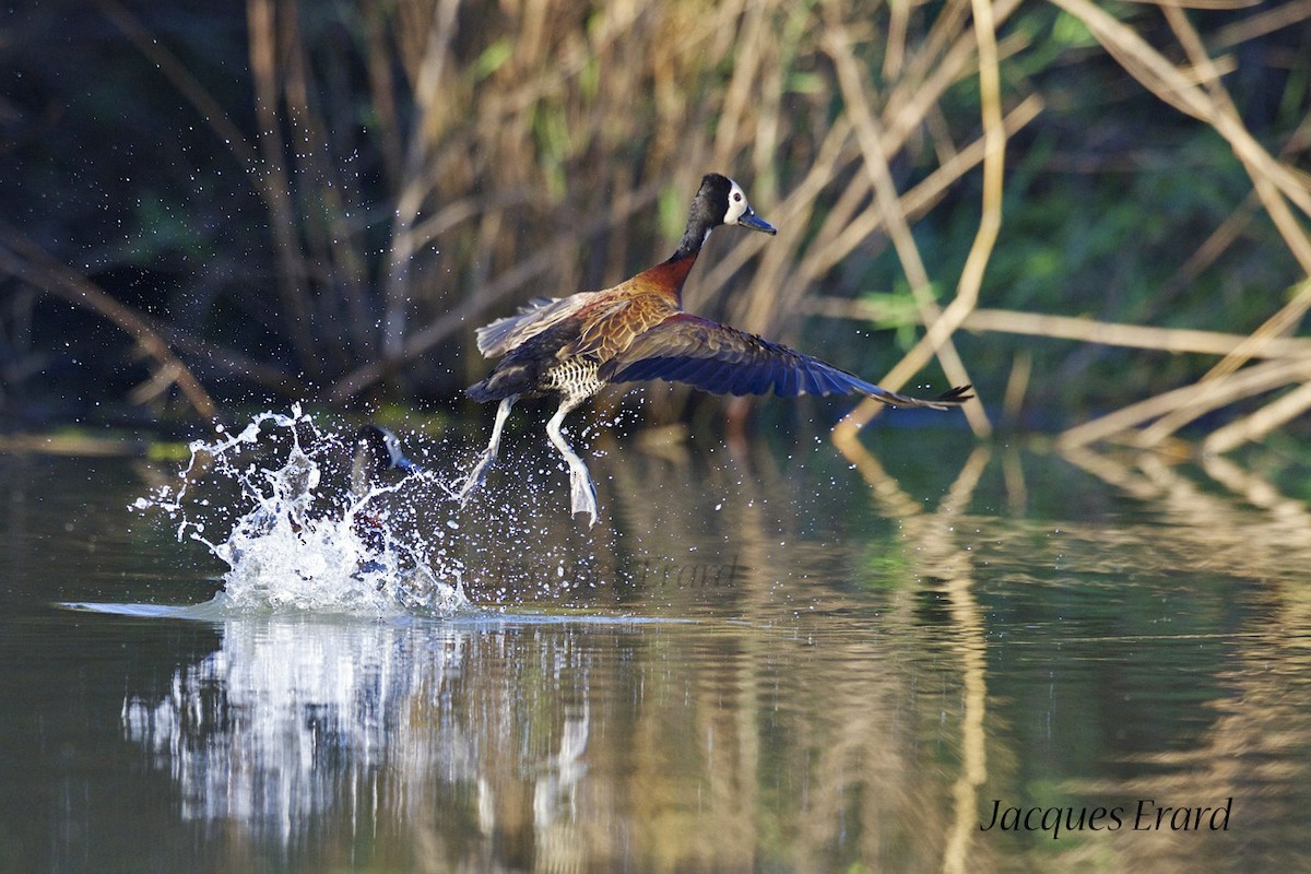White-faced Whistling-Duck - Jacques Erard