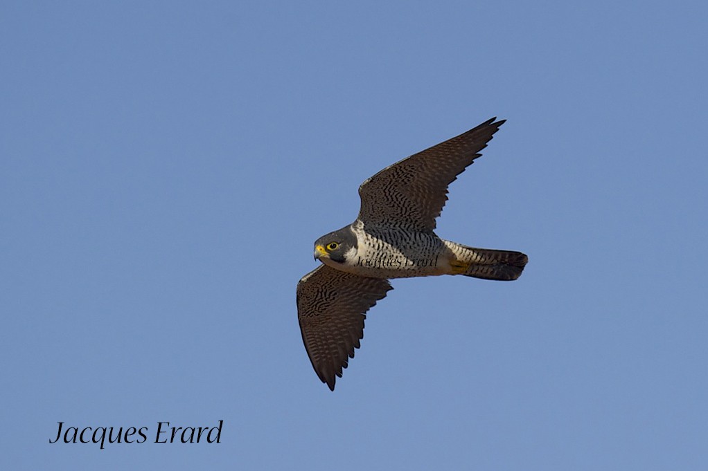 Peregrine Falcon (Malagasy) - Jacques Erard