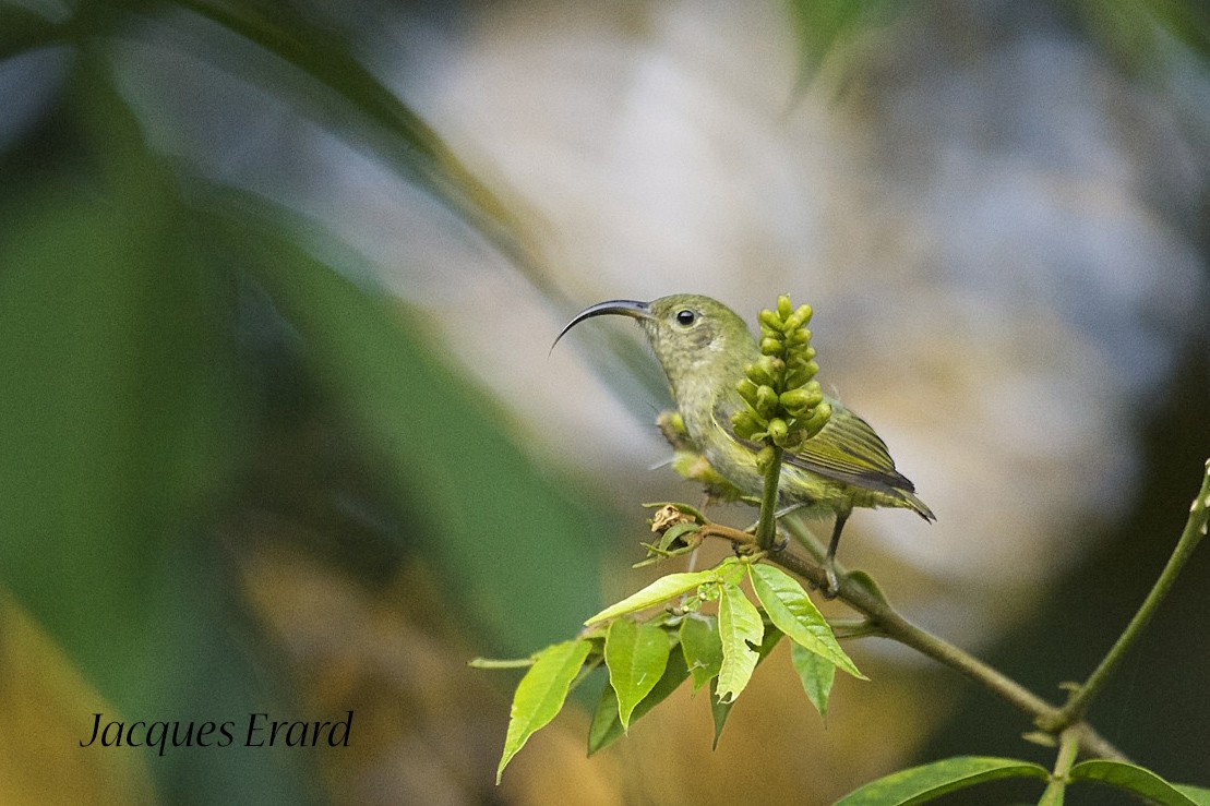 Common Sunbird-Asity - Jacques Erard