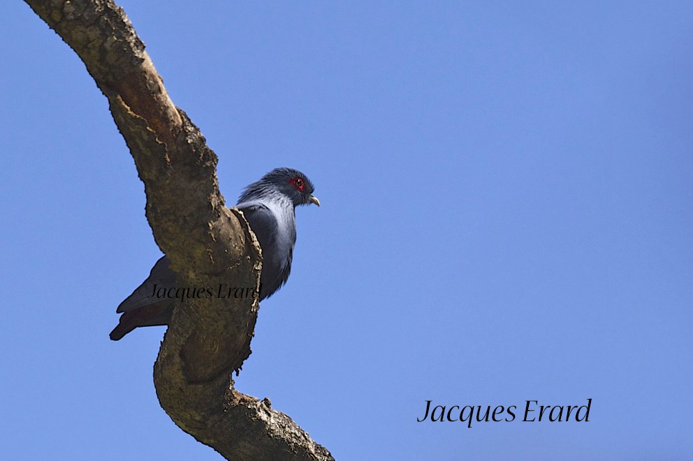 Madagascar Blue-Pigeon - Jacques Erard