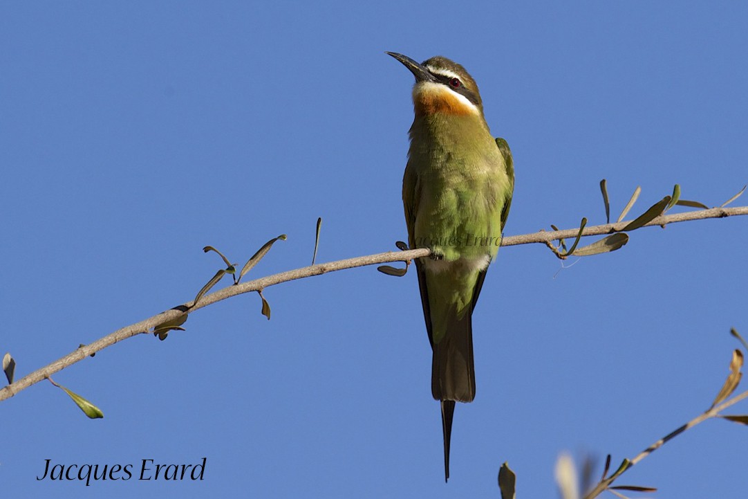 Madagascar Bee-eater - ML204510451